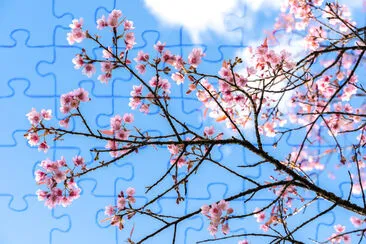 Fleur de cerisier contre le ciel bleu et les nuages blancs