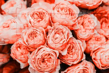 Beau bouquet de fleurs roses corail vivant fermer