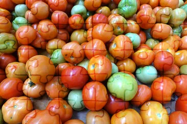 Gros plan de tomates fraîches, mise au point sélective.