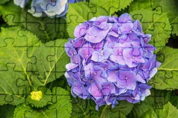 Purple flower hydrangea (Hydrangea macrophylla) in jigsaw puzzle