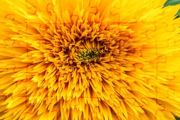Abstrakter Hintergrund mit Sonnenblumenblättern