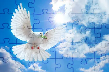 空の鳩