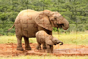 Mère et bébé éléphants d'Afrique