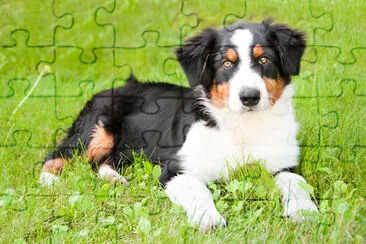Porträtt av en söt hund utomhus
