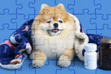 一隻可愛的博美犬
