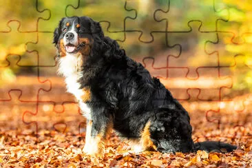 Berner Sennenhund på hösten