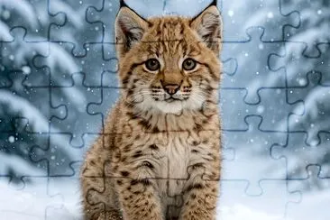 Cucciolo di lince nella foresta innevata