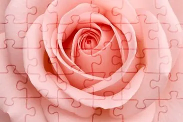 Pink Rose