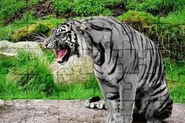 פאזל של TIGRE