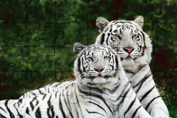 TIGRES BLANCOS
