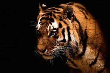 TIGRE
