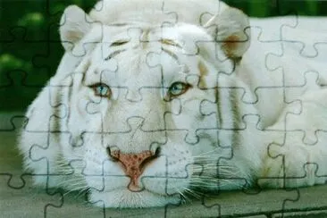 TIGRE jigsaw puzzle