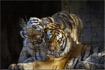 TIGRES jigsaw puzzle