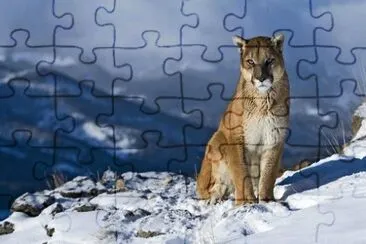 PUMA jigsaw puzzle