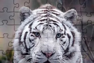 TIGRE