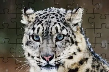 LEOPARDO