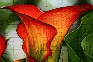 TULIPAN