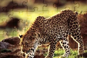 LEOPARDO