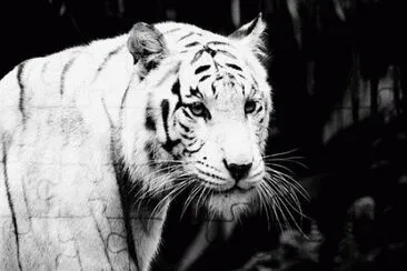 TIGRE