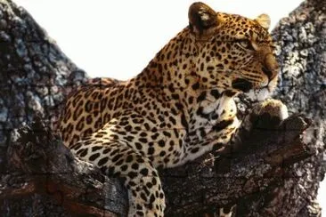 LEOPARDO