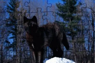 LOBO NEGRO