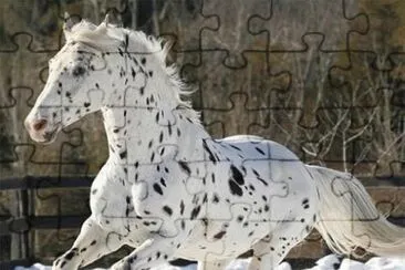CABALLO