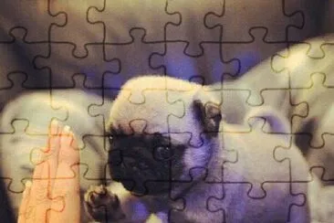 PERRITO jigsaw puzzle