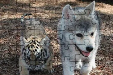 TIGRITO Y LOBITO