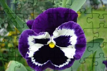פאזל של Vibrant Pansy