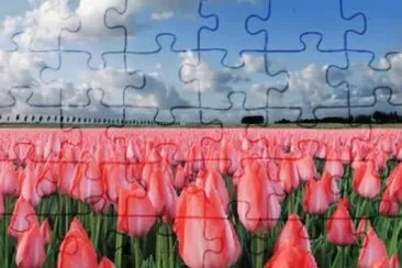 Tulipanes Rosas jigsaw puzzle