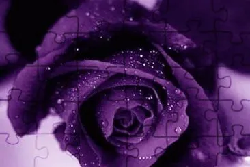 Amethyst Colored Rose jigsaw puzzle