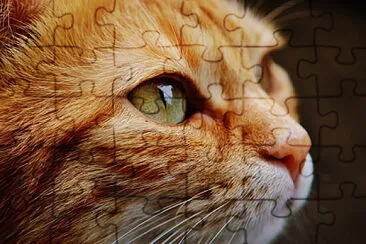 Toy jigsaw puzzle