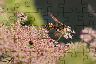 Toy jigsaw puzzle