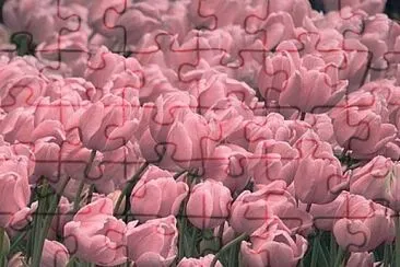 Flores jigsaw puzzle