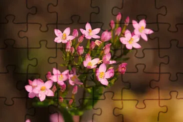 Imagem jigsaw puzzle