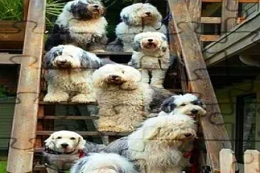 perro jigsaw puzzle
