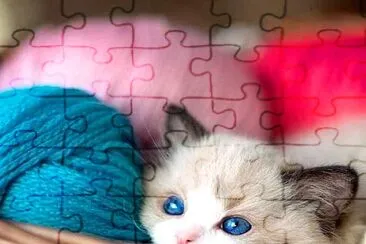 gato jigsaw puzzle