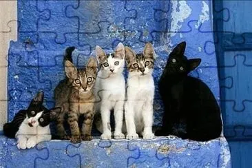 gato