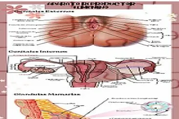 פאזל של aparato reproductor femenino