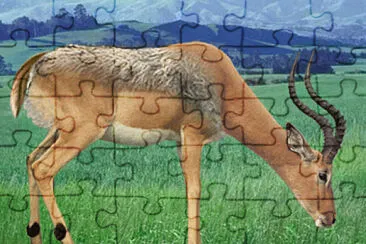 Impala Dog jigsaw puzzle