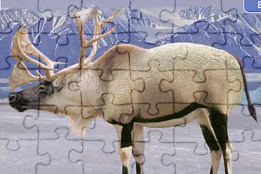 Caribou Gemsbok jigsaw puzzle