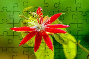Toy jigsaw puzzle