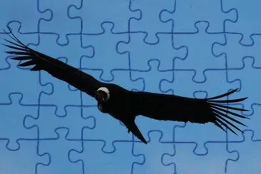 Condor