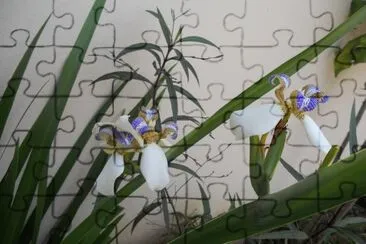 FLORES jigsaw puzzle