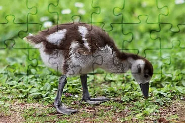 Toy jigsaw puzzle