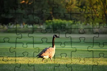 Toy jigsaw puzzle