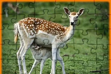 פאזל של Biche et son petit