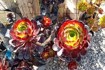 Cactus y Suculentas jigsaw puzzle