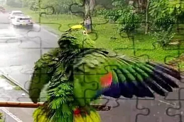 animales jigsaw puzzle
