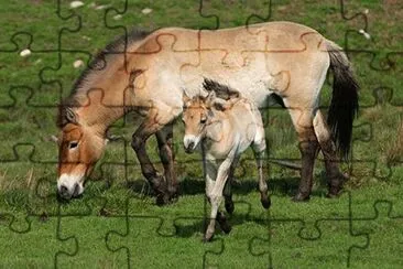 FaraÃ³n jigsaw puzzle